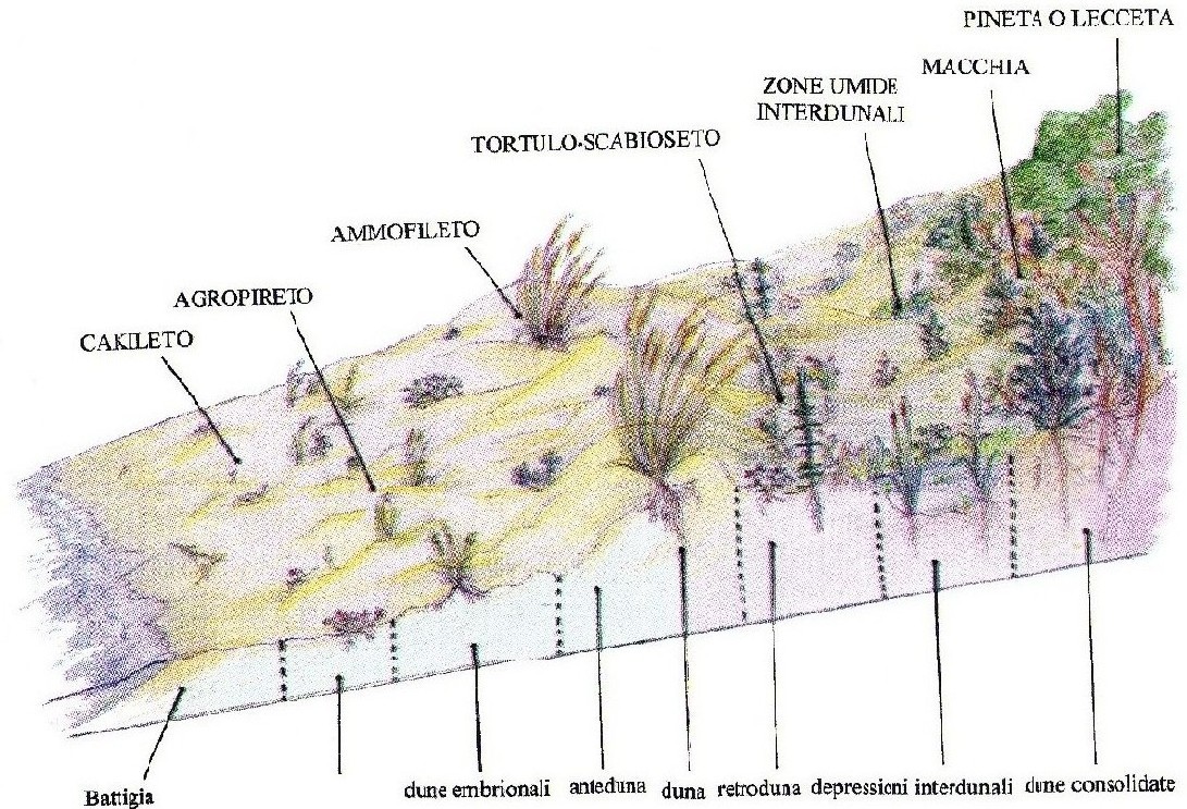 Flora delle dune